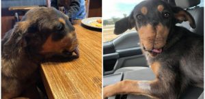 Ľudská krutosť nepozná hraníc. Tento psík trpel pri tom, ako mu časť tváre odstrelili petardami