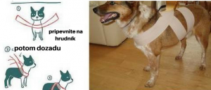 PSÍČKARI POZOR! Bojí sa váš psík petárd a delobuchov? Poznáme OVERENÝ spôsob, aby mu toľko nevadili