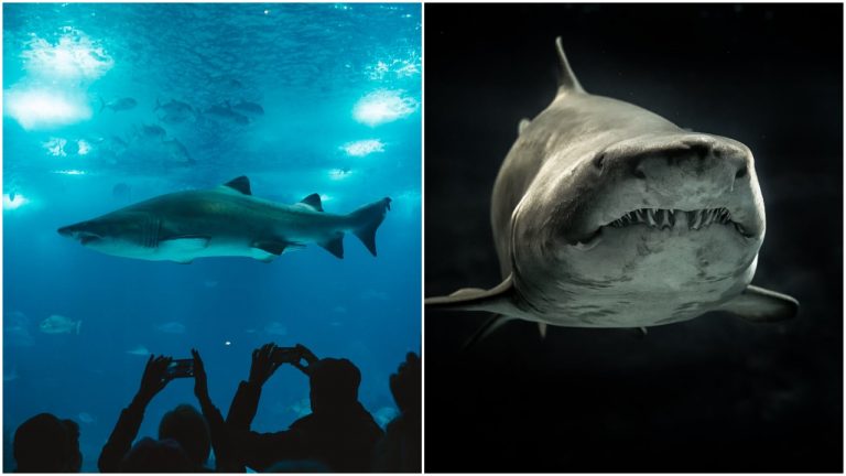 Na svete existuje dravec, ktorého sa žraloky mimoriadne boja. Čo s nimi robí?