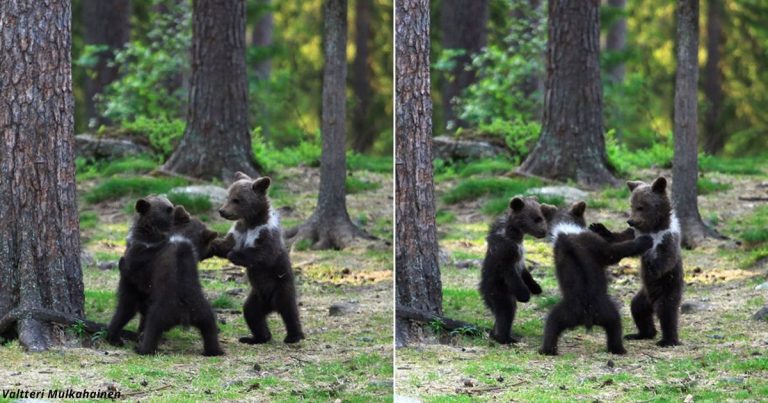 Učiteľ sa prechádzal po lese a z ničoho nič narazil na tancujúce medvede