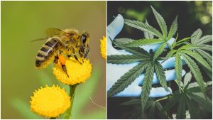 Nová štúdia zistila, že konope môže zastaviť klesanie počtu včiel!