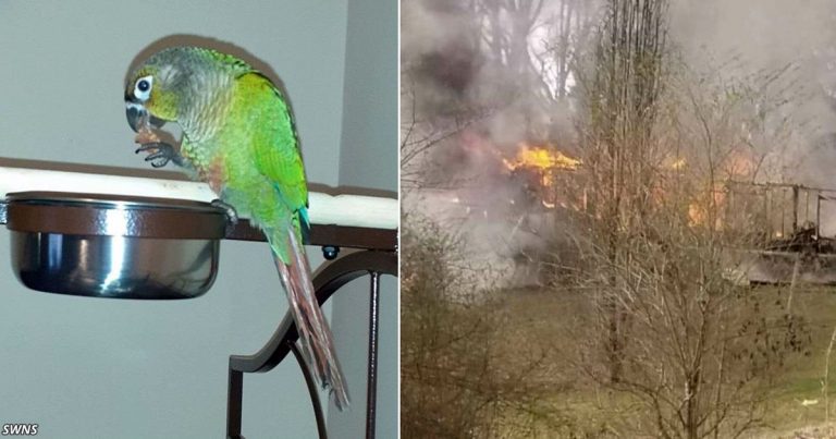 Papagáj kričal „oheň“ a zachránil rodinu pred požiarom