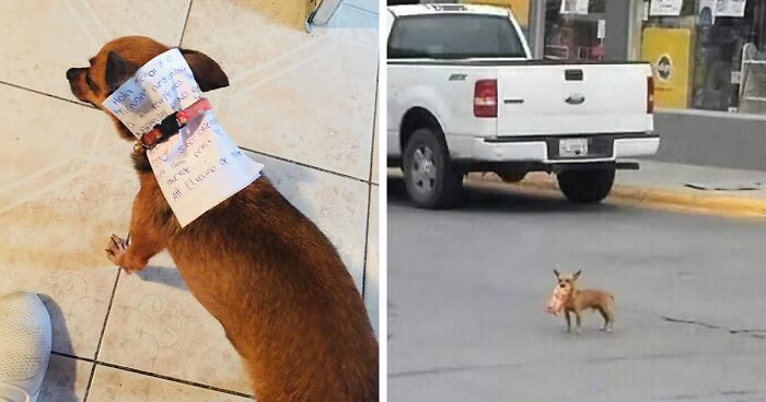Muž v karanténe poslal svojho psa na misiu. Mal mu ísť nakúpiť a takto to dopadlo