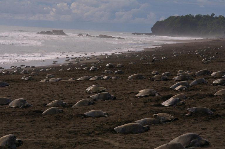 Malé morské korytnačky ohrozeného druhu sa v pokoji liahnu na vyľudnenej brazílskej pláži
