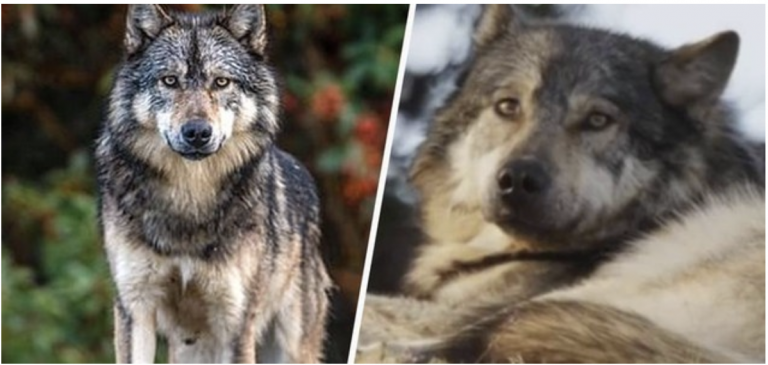 Lovec zabil vlka známeho vďaka dokumentárnemu filmu BBC