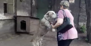 VIDEO: Po dvoch rokoch pátrania našla svojho psa. Video zo stretnutia Vám vtisne slzy do očí!