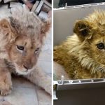 baby-lion-saved-after-legs-broken-tourism-karendallakyan-coverimage2