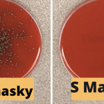 Snímka obrazovky 2020-07-03 o 9.43.56