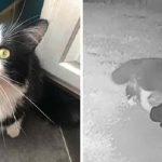 9071b3f0-df06-11ea-9187-85abfa6e50ce_800_420