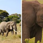 elephant-population-doubled-poaching-kenya-fb18-png__700