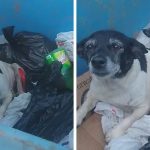 sick-abandoned-dog-found-in-dumpster-botucatu-palhinhabtu-fb39-png__700