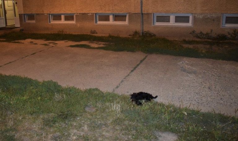 Žena vyhodila šteniatko z trnavskej ubytovne. Pád neprežilo