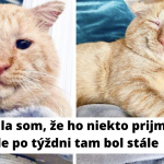 Snímka obrazovky 2020-09-07 o 11.40.19