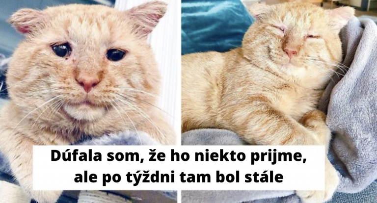 žena si priniesla domov tú najsmutnejšiu túlavú mačku. O rok neskôr je táto mačička na nepoznanie