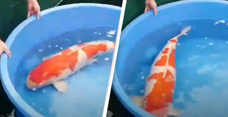 Najdrahší kapor na svete sa predal za rekordných 1,8 milióna dolárov. Prečo je tak drahý?