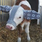 cute-cows-earmuffs-5d1b455362a2e__700