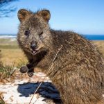 cute-smiling-happy-quokkas-12-58c80d637ebf8__605