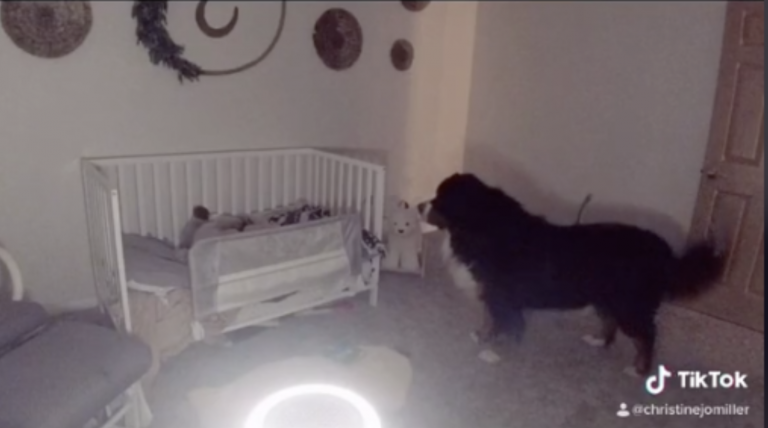 Videomonitor zachytil psa, ktorý každú noc kontroluje bábätko