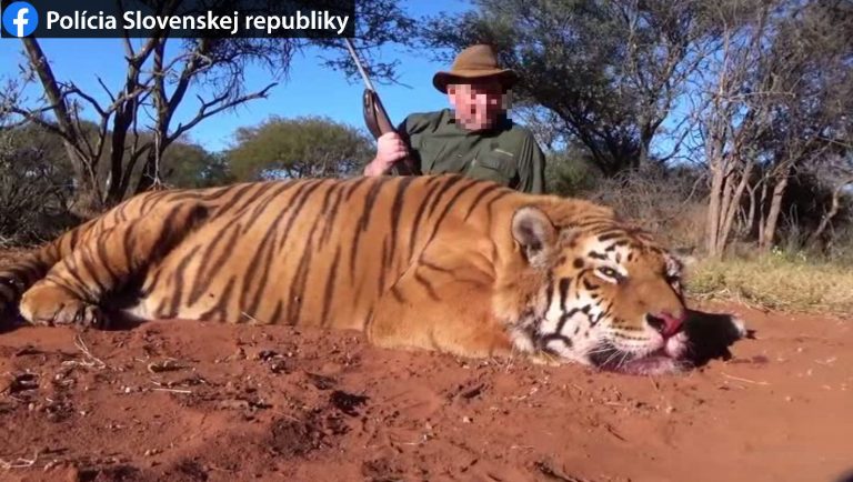 Slovák zastrelil v Afrike tigra. Teraz mu hrozí 5 rokov väzenia
