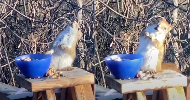 Video: Táto veverička sa opila po zjedení fermentovaných hrušiek – Pozrite sa, čo robí