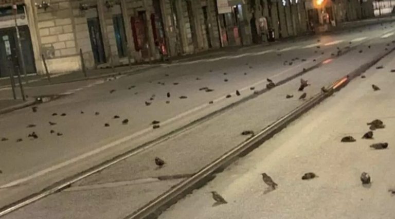 VIDEO: Po silvestrovskom ohňostroji sa v Ríme našli stovky mŕtvych vtákov