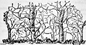 Ktoré zviera ste si všimli na obrázku ako prvé? Toto to o vás napovedá