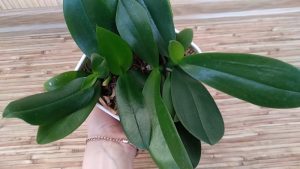 Top 5 najlepších hnojív pre vaše orchidey. Porastú o 100%