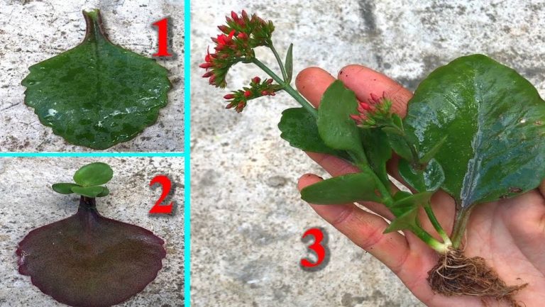 Tip pre milovníkov kvetov: Jednoduchá a šikovná metóda na ľahké zakorenenie rastlín