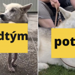 Snímka obrazovky 2021-03-31 o 11.16.47