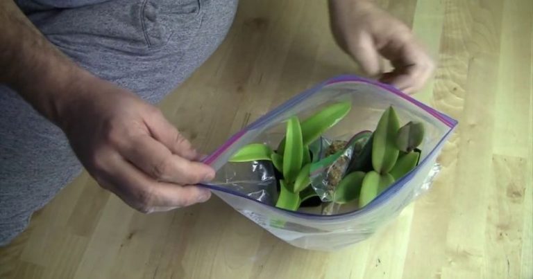Efektívna pomoc, vďaka ktorej vašej orchidei narastú nové, zdravé korene
