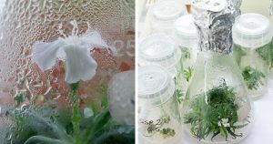 Pozrite sa ako vyzerá rastlina, ktorá bola pod zemským povrchom neuveriteľných 32 000 rokov!