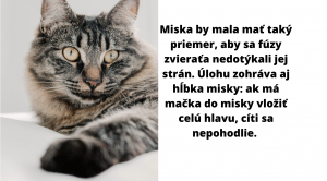 7 Vecí, ktorým by ste sa mali vyhýbať pri starostlivosti o vaše mačky