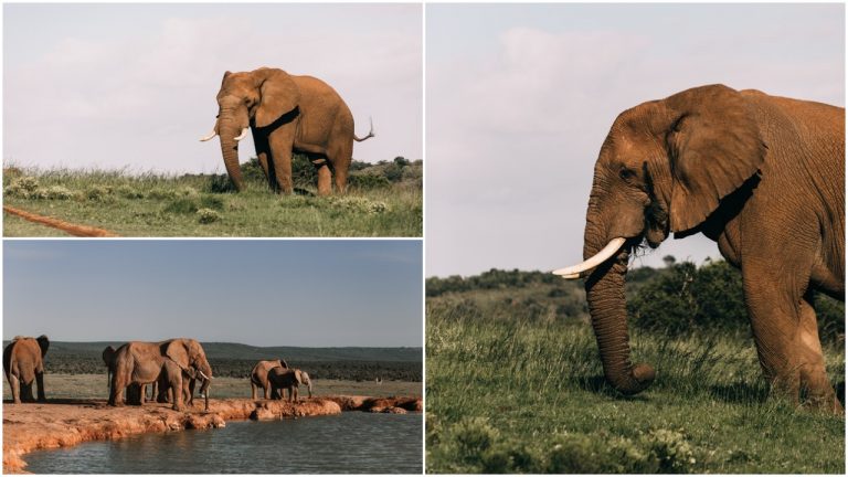Zimbabwe, začalo predávať práva na lov ohrozených slonov
