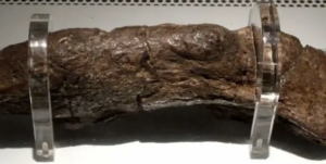 Najväčšie ľudské hovienko má 20 cm a siaha až do obdobia Vikingov z 9. storočia