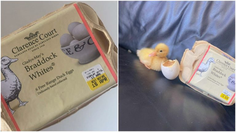 Žena bola prekvapená, keď sa jej vyliahla kačička z vajca kúpeného v supermarkete