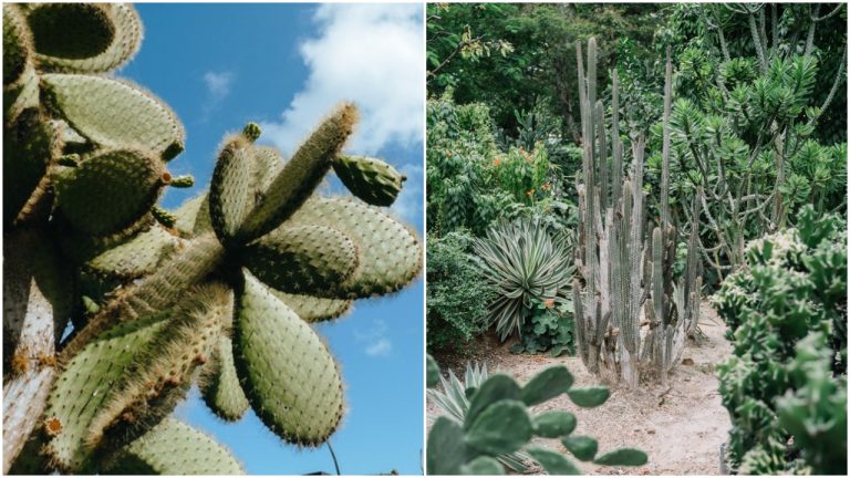 Pre nezákonné obchodovanie s kaktusmi, hrozí niektorým druhom vyhynutie