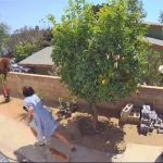 43695961-9640249-image-a-3_1622551711257