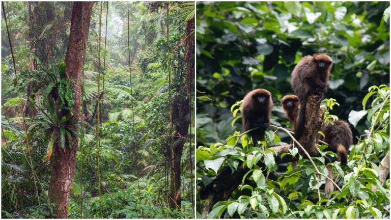 Amazonský dažďový prales produkuje viac CO2 ako kedykoľvek predtým