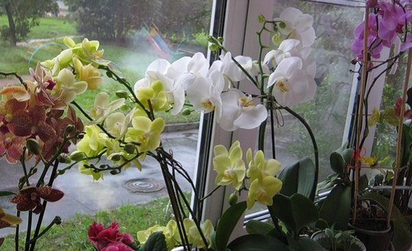 Toto je tajomstvo množenia slovenských orchideí. Vďaka návodu môžete mať z jednej orchidey až 50 rastliniek