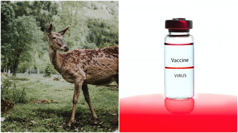 Až 40%  jeleňov v tejto krajine má protilátky proti koronavírusu. Ako je to možné?