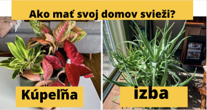 10 rastlín, ktoré dokážu absorbovať teplo a urobia váš domov extra útulným