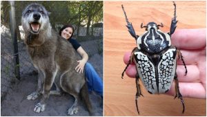 10 vecí, ktoré sú v skutočnosti väčšie, než si ich predstavujeme