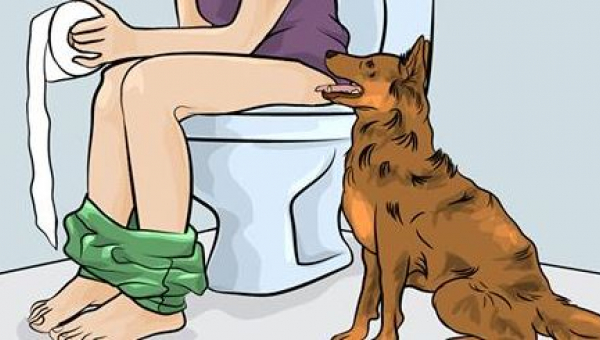 Prečo váš pes ide s vami do kúpeľne – dôvod je oveľa vážnejší, ako si myslíte