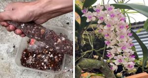 Čarovné vrecko hnojiva na celý rok. Orchidey začnú kvitnúť míľovými krokmi