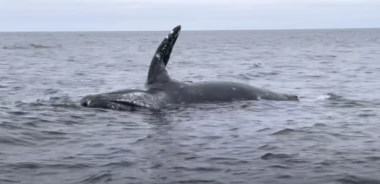 Mŕtvola veľryby explodovala pri vyplavení na hladinu