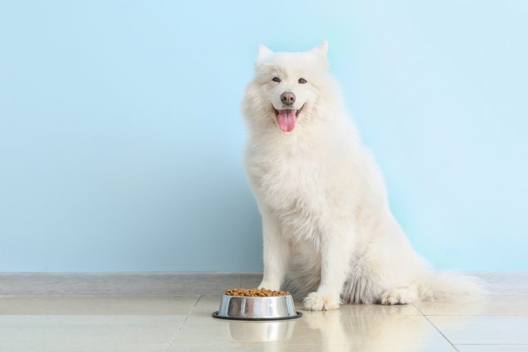 Ako sa vyznať v krmive pre psov?
