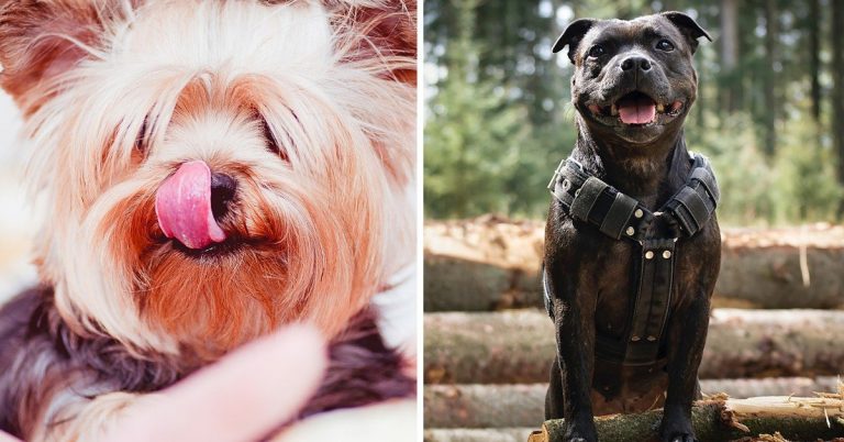Bytové psy: bez zápachu a vypadávania srsti.Ktoré plemeno je najlepšie?