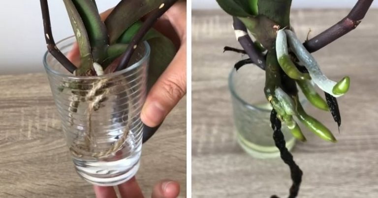 Zachráňte orchideu s hnijúcimi koreňmi alebo ak nemá žiadne korene. Stačí vám špagát, voda a trochu času