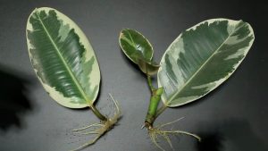 Toto je najlepšia metóda na rozmnožovanie fikusu – Používame ju už roky a nikdy nesklamala