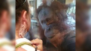 Žena, ktorá utrpela vážne popáleniny sa stretla s orangutanom. Jeho reakcia všetkých prekvapí